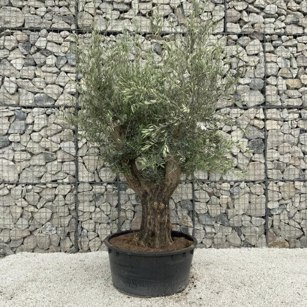 Gnarled Olive Tree XL Multi Stem Low Bowl H560 - Image 2