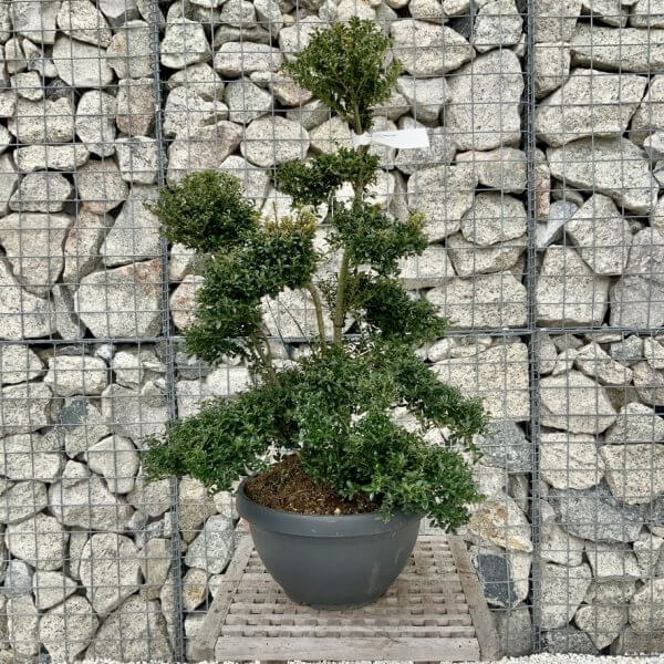 Ilex Crenata Kinme Cloud Tree H280 - F069AD94 D7E3 4665 A756 4ED725B8B856 1 105 c