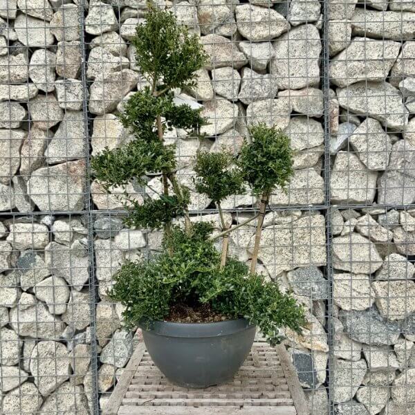 Ilex Crenata Kinme Cloud Tree H277 - F23EED03 E988 4834 A1CF 139382F7DC5B 1 105 c