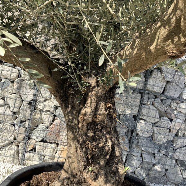 Gnarled Olive Tree XL Multi Stem Low Bowl H733 - Image 3