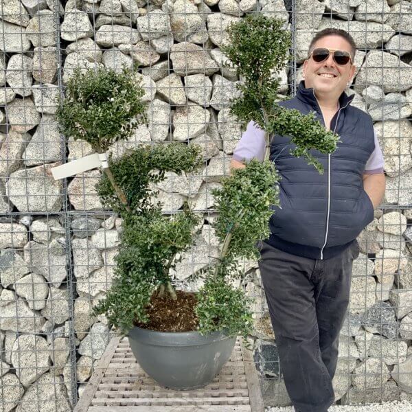 Ilex Crenata Kinme Cloud Tree H278 - F5D65B97 44DA 440A A630 51F1131AAB3B 1 105 c