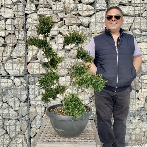 Ilex Crenata Kinme Cloud Tree H291 - F8F7E3B9 27AE 4B40 81B2 C38F72BDD18D 1 105 c