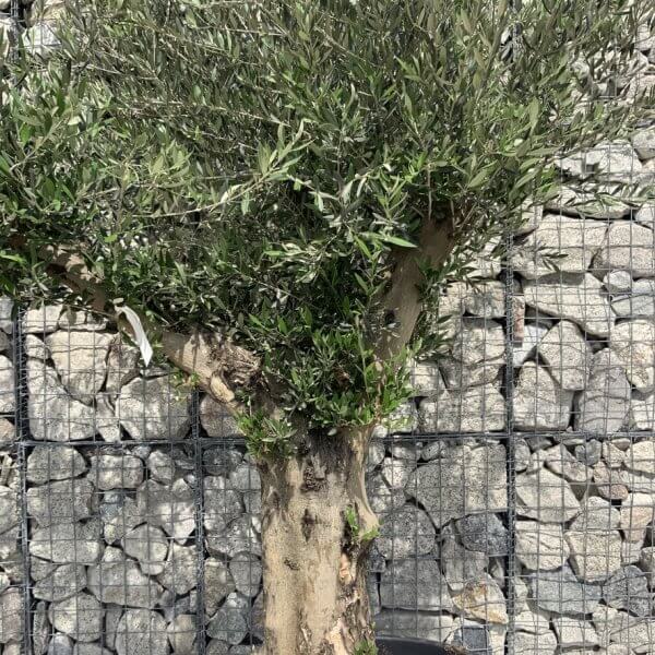 Gnarled Olive Tree Multi Stem H674 - FA6666FC 3145 4711 B7F3 38B663B771FF 1 105 c