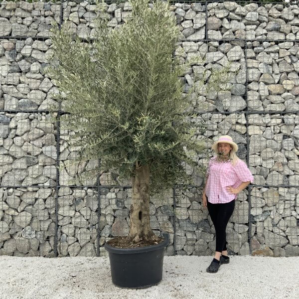 Olive Tree Super Tuscan Chunky Trunk (Individual) H631