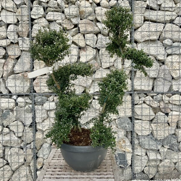 Ilex Crenata Kinme Cloud Tree H278 - FF379DFE CD75 4930 9103 99D26D832EDB 1 105 c