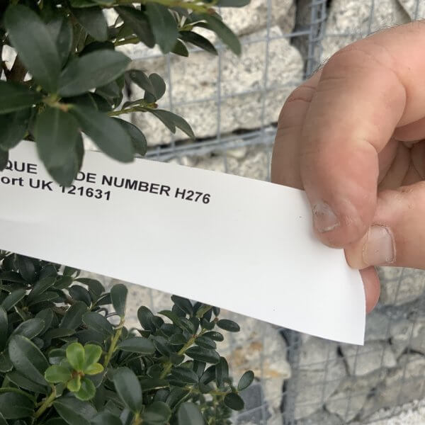 Ilex Crenata Kinme Cloud Tree H276 - FFA72F74 4F3F 4D9F 941C EDAA43117CA2 1 105 c