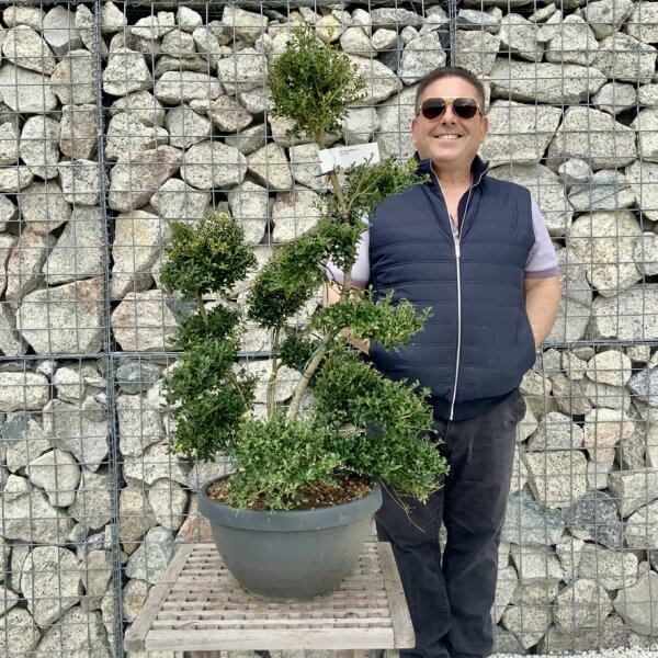Ilex Crenata Kinme Cloud Tree H275 - FFBCA7CA 7C13 40C7 B283 4C391263F6FF 1 105 c