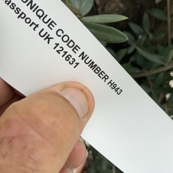 Olive Tree Gnarled XXL Natural Crown (In Patio Pot) H943 - Image 5