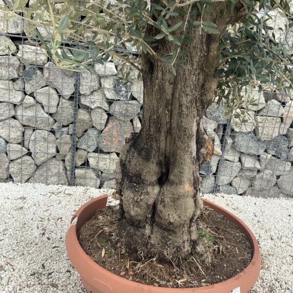 Olive Tree Gnarled XXL Natural Crown (In Patio Pot) H955 - Image 3