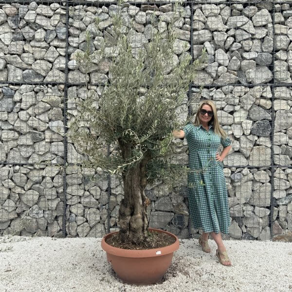 Olive Tree Gnarled XXL Natural Crown (In Patio Pot) H955