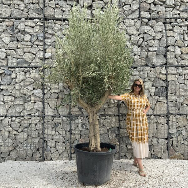 Tuscan Olive Tree XXL Fluted/Chunky Multi Stem J023mt