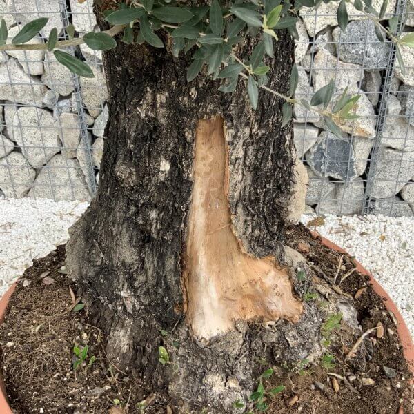 Olive Tree Gnarled XXL Natural Crown (In Patio Pot) H943 - Image 3