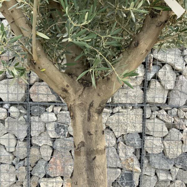 Tuscan Olive Tree XXL Fluted/Chunky Multi Stem J023mt - Image 3