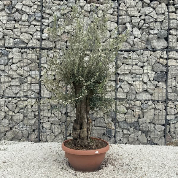 Olive Tree Gnarled XXL Natural Crown (In Patio Pot) H955 - Image 2