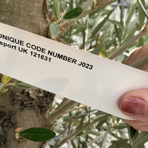 Tuscan Olive Tree XXL Fluted/Chunky Multi Stem J023mt - Image 4