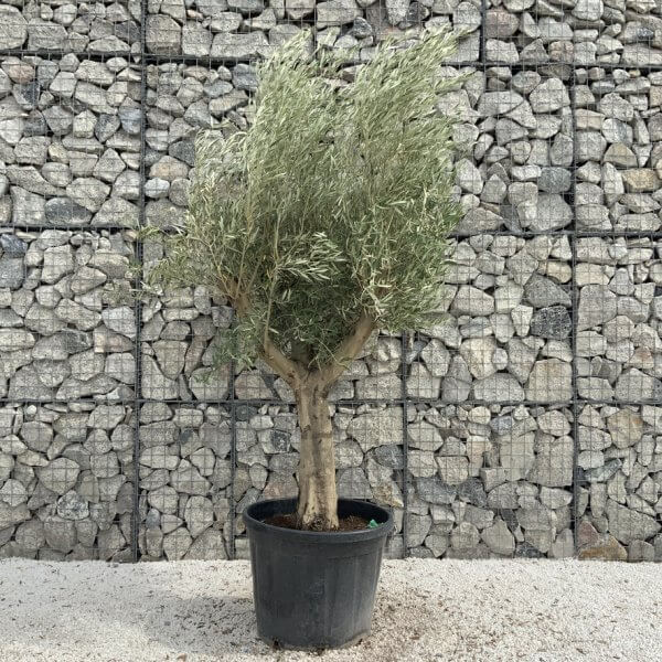 Tuscan Olive Tree XXL Fluted/Chunky Multi Stem J023mt - Image 2