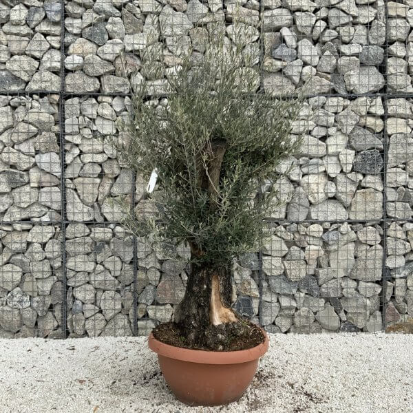 Olive Tree Gnarled XXL Natural Crown (In Patio Pot) H943 - Image 2