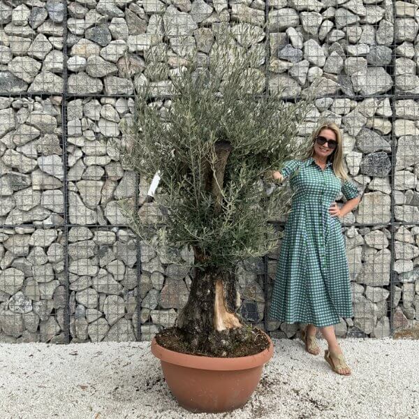 Olive Tree Gnarled XXL Natural Crown (In Patio Pot) H943