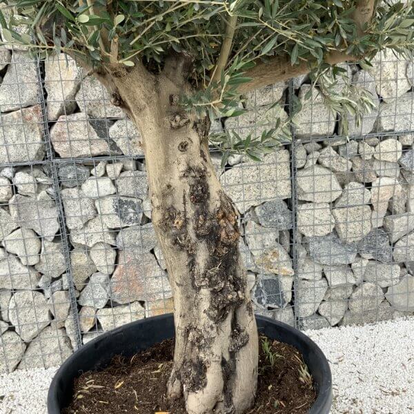 Tuscan Olive Tree XXL Fluted/Chunky Multistem J043 - Image 3