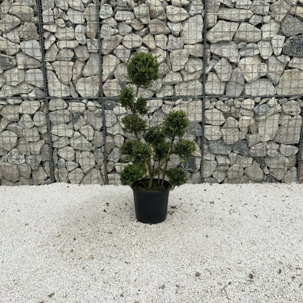 Ilex Crenata Kinme Pom Pon Cloud Tree J223 - Image 2