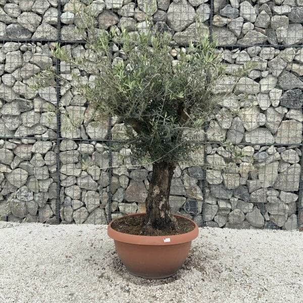 Olive Tree Gnarled XXL Natural Crown (In Patio Pot) H958 - Image 2