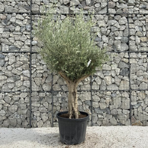 Tuscan Olive Tree XXL Fluted/Chunky Multistem J028 - Image 2