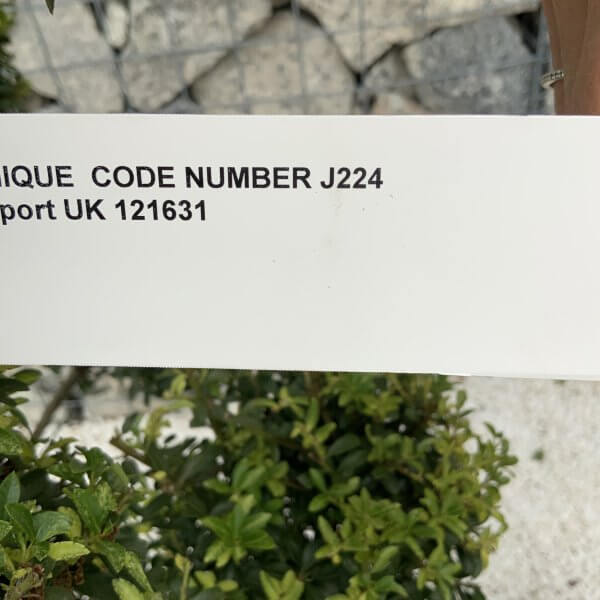Ilex Crenata Kinme Pom Pon Cloud Tree J224 - Image 4