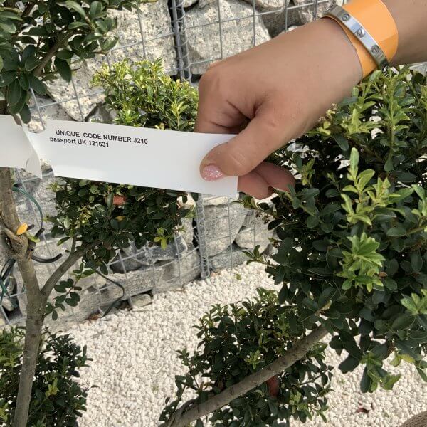 Ilex Crenata Kinme Pom Pon Cloud Tree J210 - Image 4