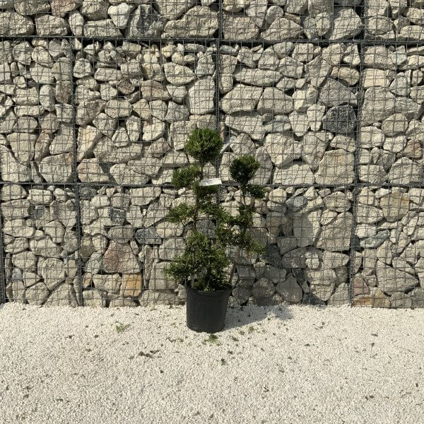 Ilex Crenata Kinme Cloud Tree J239 - Image 2