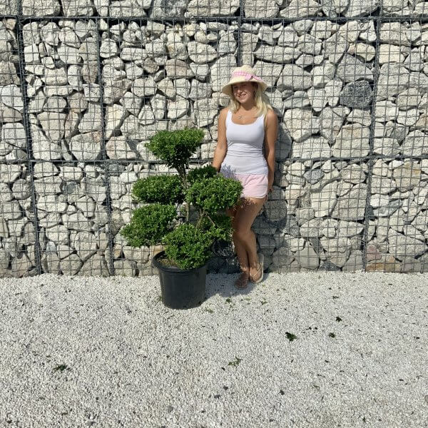 Ilex Maximowicziana Cloud Tree J262