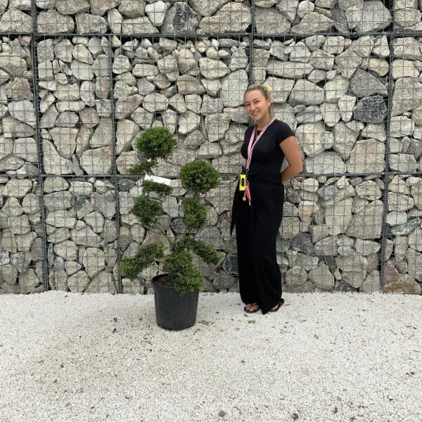 Ilex Crenata Kinme Cloud Tree J220