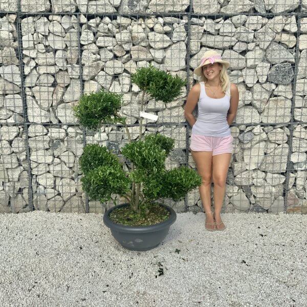 Ilex Maximowicziana Cloud Tree J192