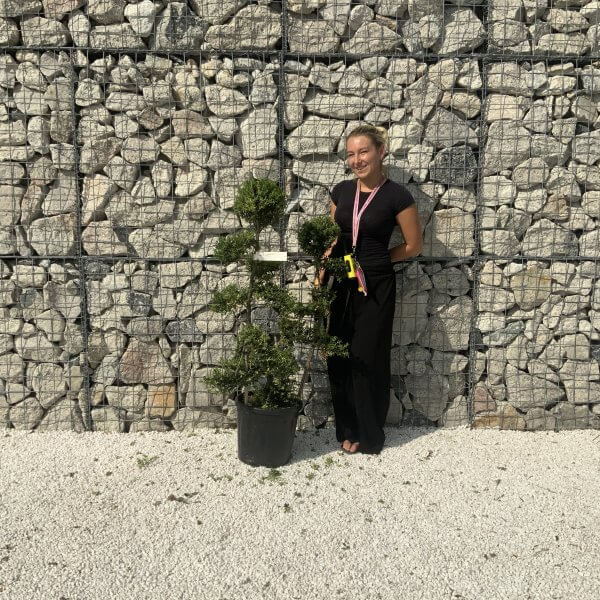 Ilex Crenata Kinme Cloud Tree J239