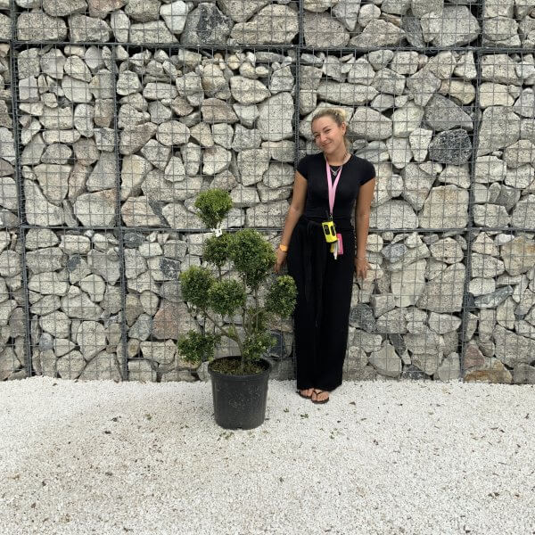Ilex Crenata Kinme Pom Pon Cloud Tree J224