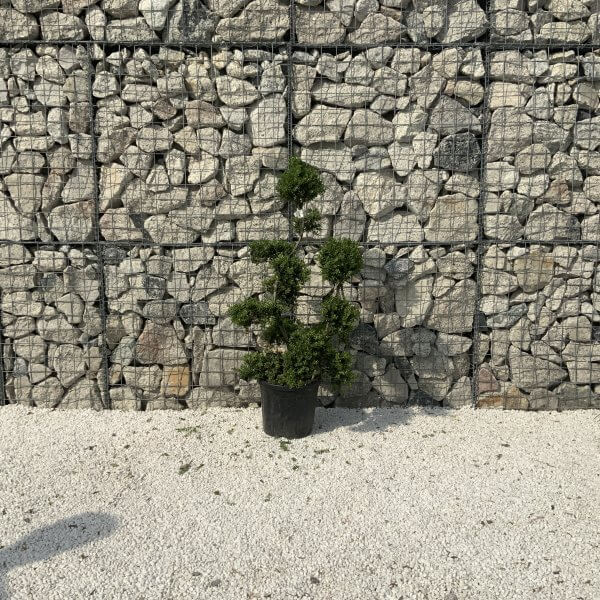 Ilex Crenata Kinme Cloud Tree J235 - Image 2