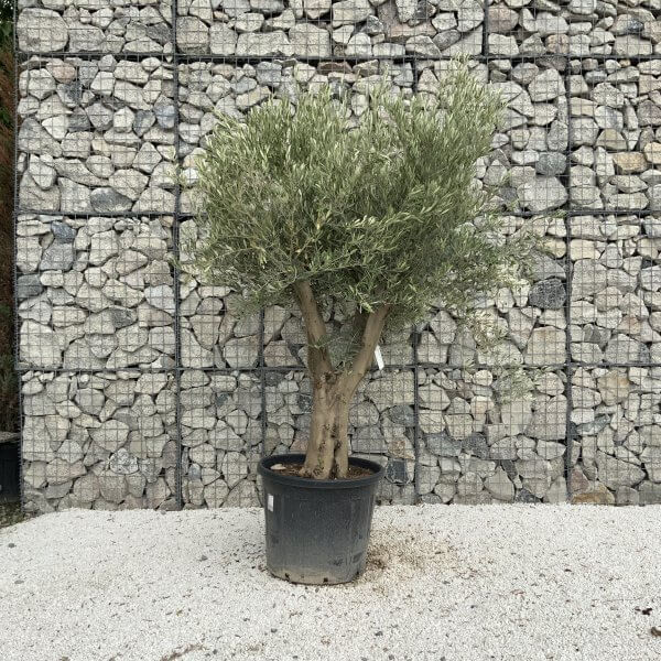 Tuscan Olive Tree XXL Fluted/Chunky Multistem J062 - Image 2