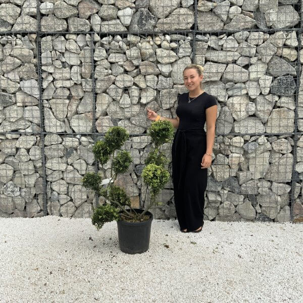 Ilex Crenata Kinme Pom Pon Cloud Tree J217