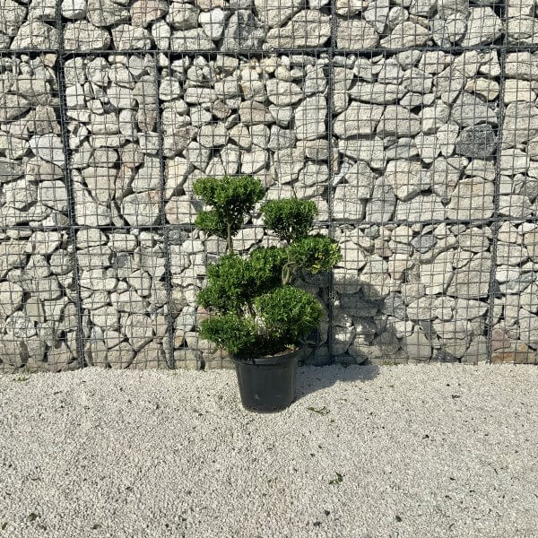 Ilex Maximowicziana Cloud Tree J261 - Image 2