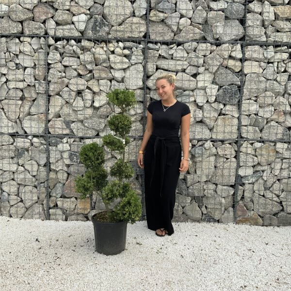 Ilex Crenata Kinme Pom Pon Cloud Tree J218