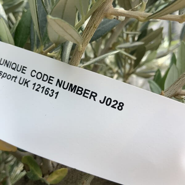 Tuscan Olive Tree XXL Fluted/Chunky Multistem J028 - Image 4