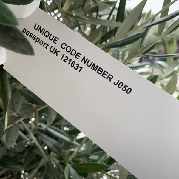 Tuscan Olive Tree XXL Fluted/Chunky Multistem J050 - Image 5