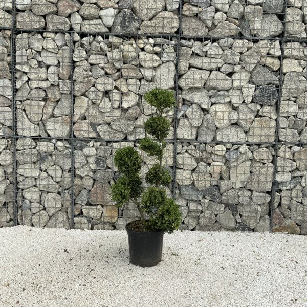 Ilex Crenata Kinme Pom Pon Cloud Tree J218 - Image 2