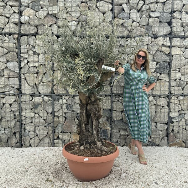 Olive Tree Gnarled XXL Natural Crown (In Patio Pot) H961
