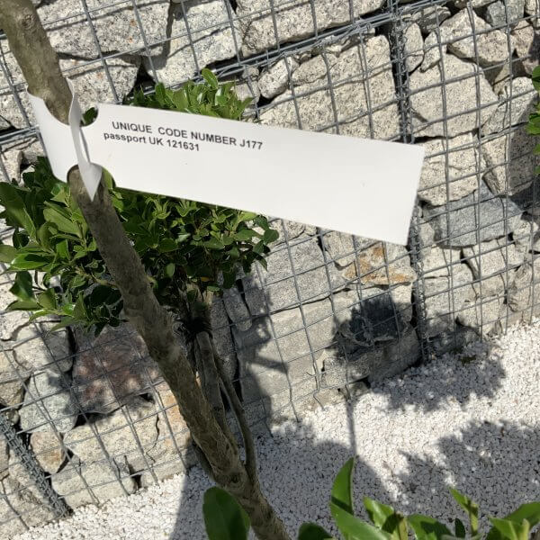 Ilex Maximowicziana Cloud Tree J177 - Image 4