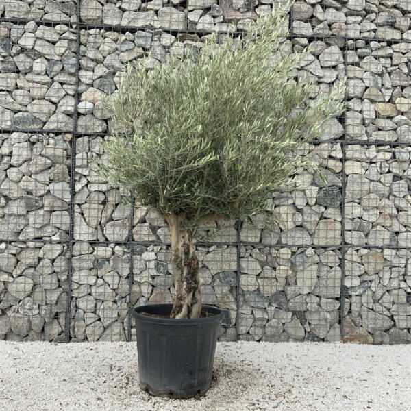 Tuscan Olive Tree XXL Fluted/Chunky Multistem J043 - Image 2