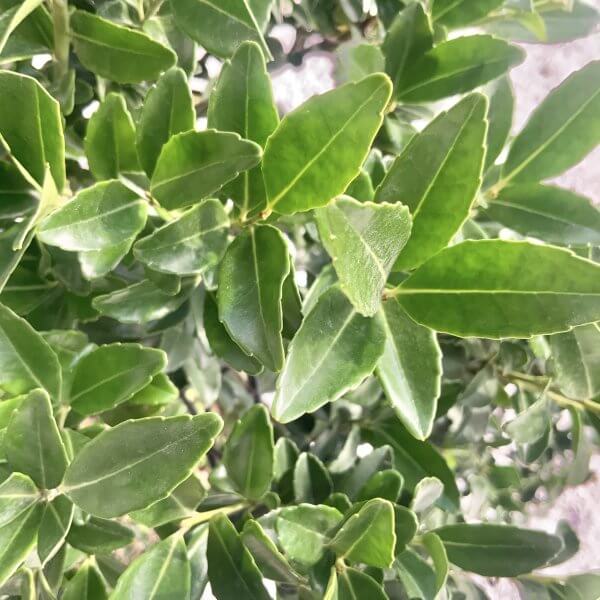 Ilex Maximowicziana Cloud Tree J190 - Image 3
