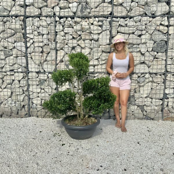 Ilex Maximowicziana Cloud Tree J190