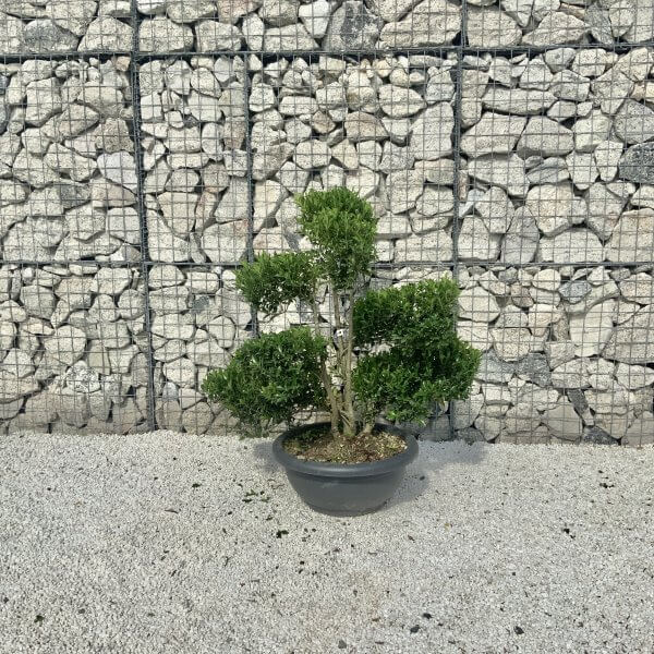 Ilex Maximowicziana Cloud Tree J190 - Image 2