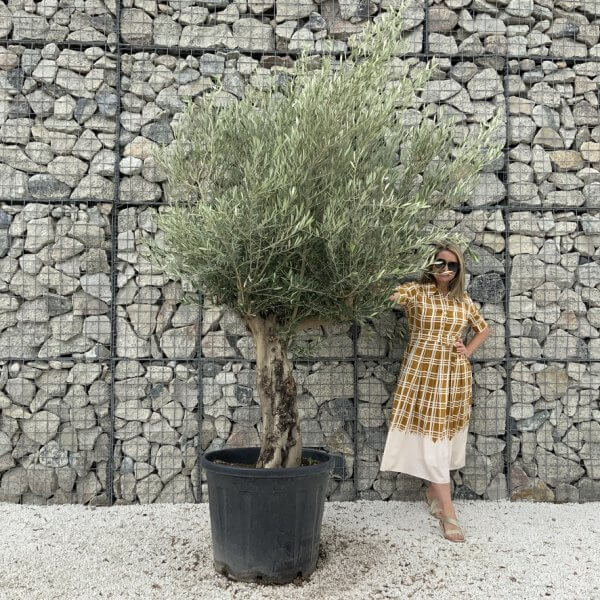 Tuscan Olive Tree XXL Fluted/Chunky Multistem J043