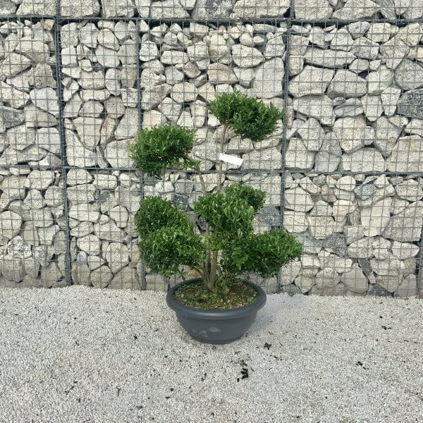 Ilex Maximowicziana Cloud Tree J192 - Image 2
